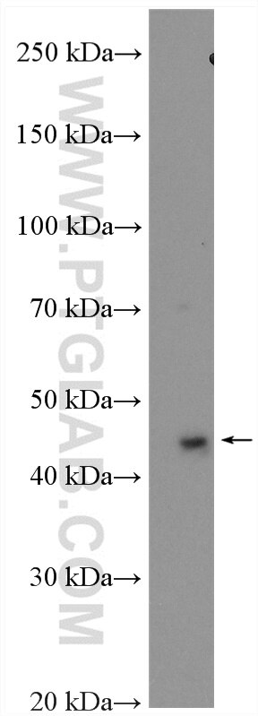 WB analysis of THP-1 using 22784-1-AP