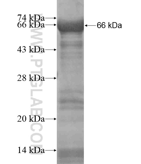 TWISTNB fusion protein Ag18783 SDS-PAGE