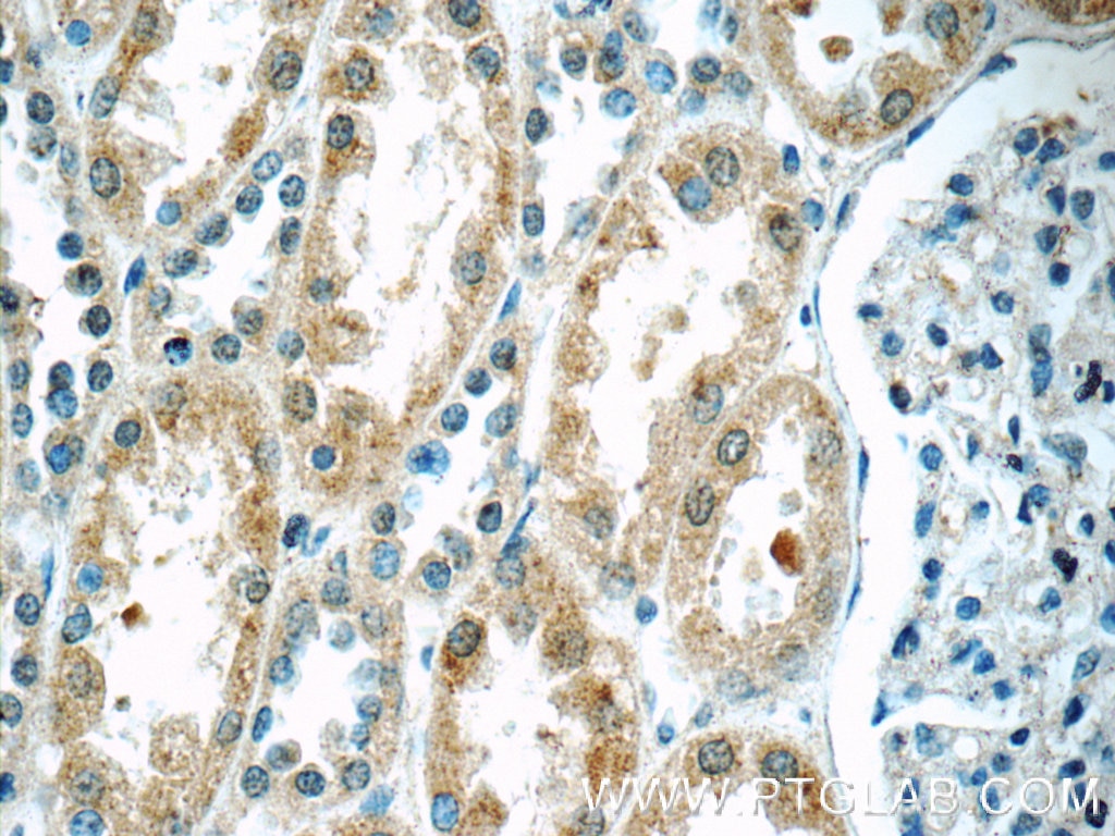 Immunohistochemistry (IHC) staining of human kidney tissue using TWSG1 Polyclonal antibody (12327-1-AP)
