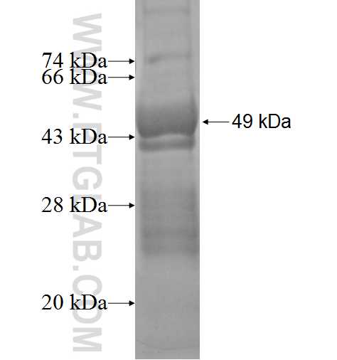 TWSG1 fusion protein Ag2983 SDS-PAGE