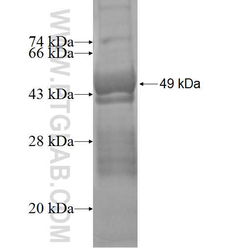 TWSG1 fusion protein Ag2983 SDS-PAGE