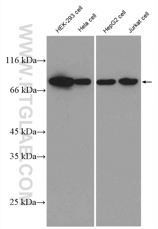 Western Blot (WB) analysis of various lysates using Alpha Taxilin Polyclonal antibody (27558-1-AP)