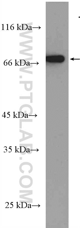 Alpha Taxilin