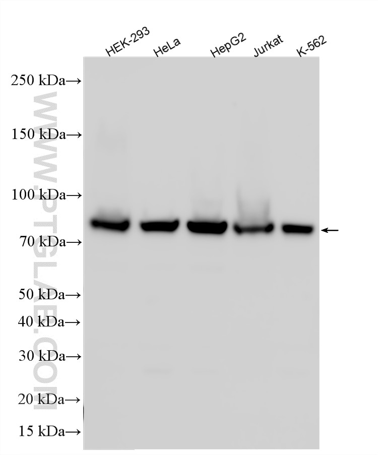 Western Blot (WB) analysis of various lysates using Alpha Taxilin Polyclonal antibody (27558-1-AP)