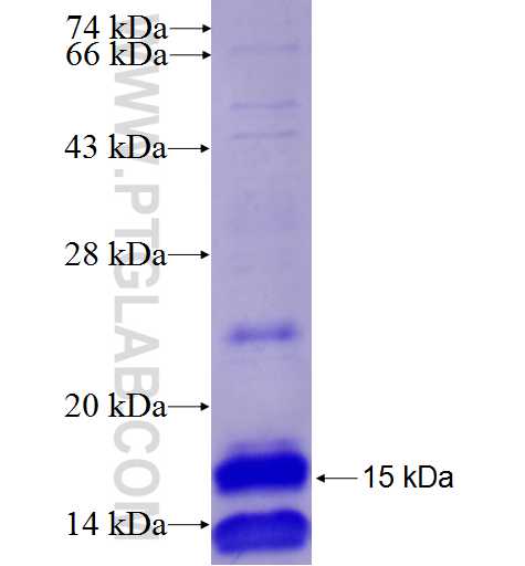 TXLNA fusion protein Ag23001 SDS-PAGE