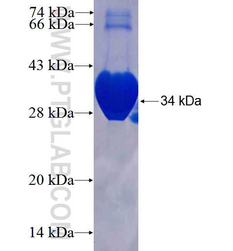 TXLNA fusion protein Ag25486 SDS-PAGE