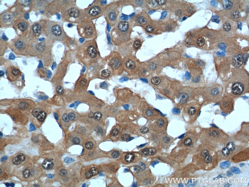 Thioredoxin Polyclonal antibody