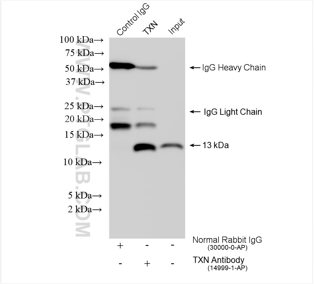 Immunoprecipitation (IP) experiment of HeLa cells using Thioredoxin Polyclonal antibody (14999-1-AP)