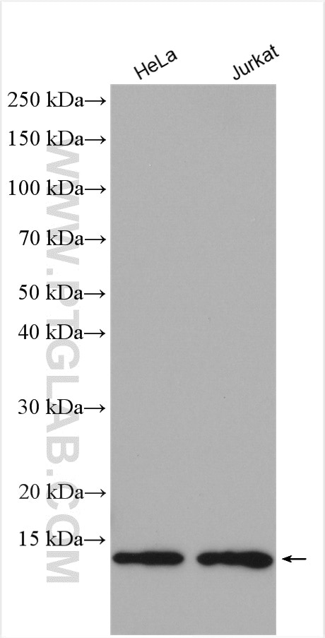 Western Blot (WB) analysis of various lysates using Thioredoxin Polyclonal antibody (14999-1-AP)