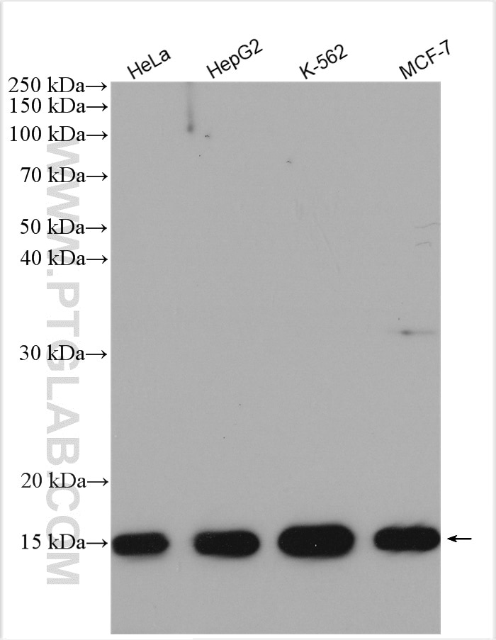 Western Blot (WB) analysis of various lysates using Thioredoxin Polyclonal antibody (14999-1-AP)