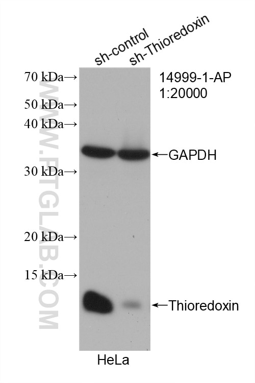 Western Blot (WB) analysis of HeLa cells using Thioredoxin Polyclonal antibody (14999-1-AP)