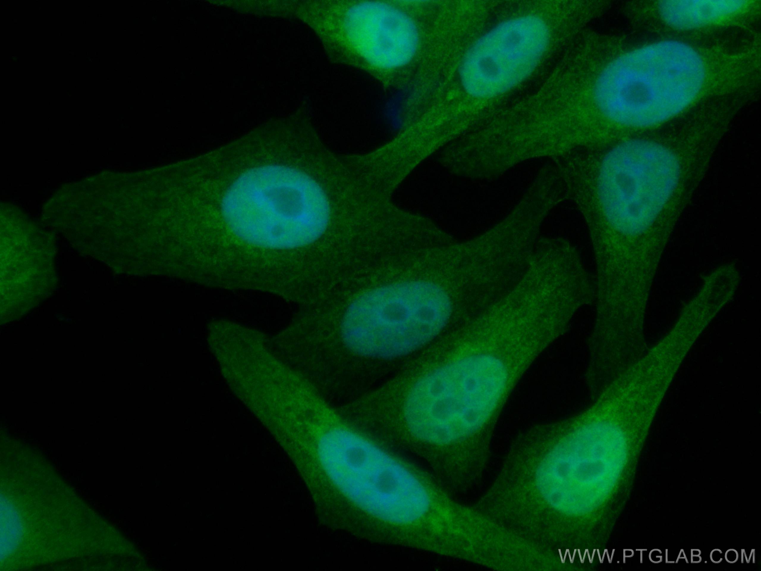 Immunofluorescence (IF) / fluorescent staining of HepG2 cells using Thioredoxin Monoclonal antibody (66475-1-Ig)