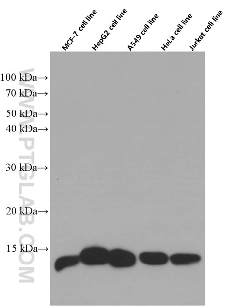 Western Blot (WB) analysis of various lysates using Thioredoxin Monoclonal antibody (66475-1-Ig)