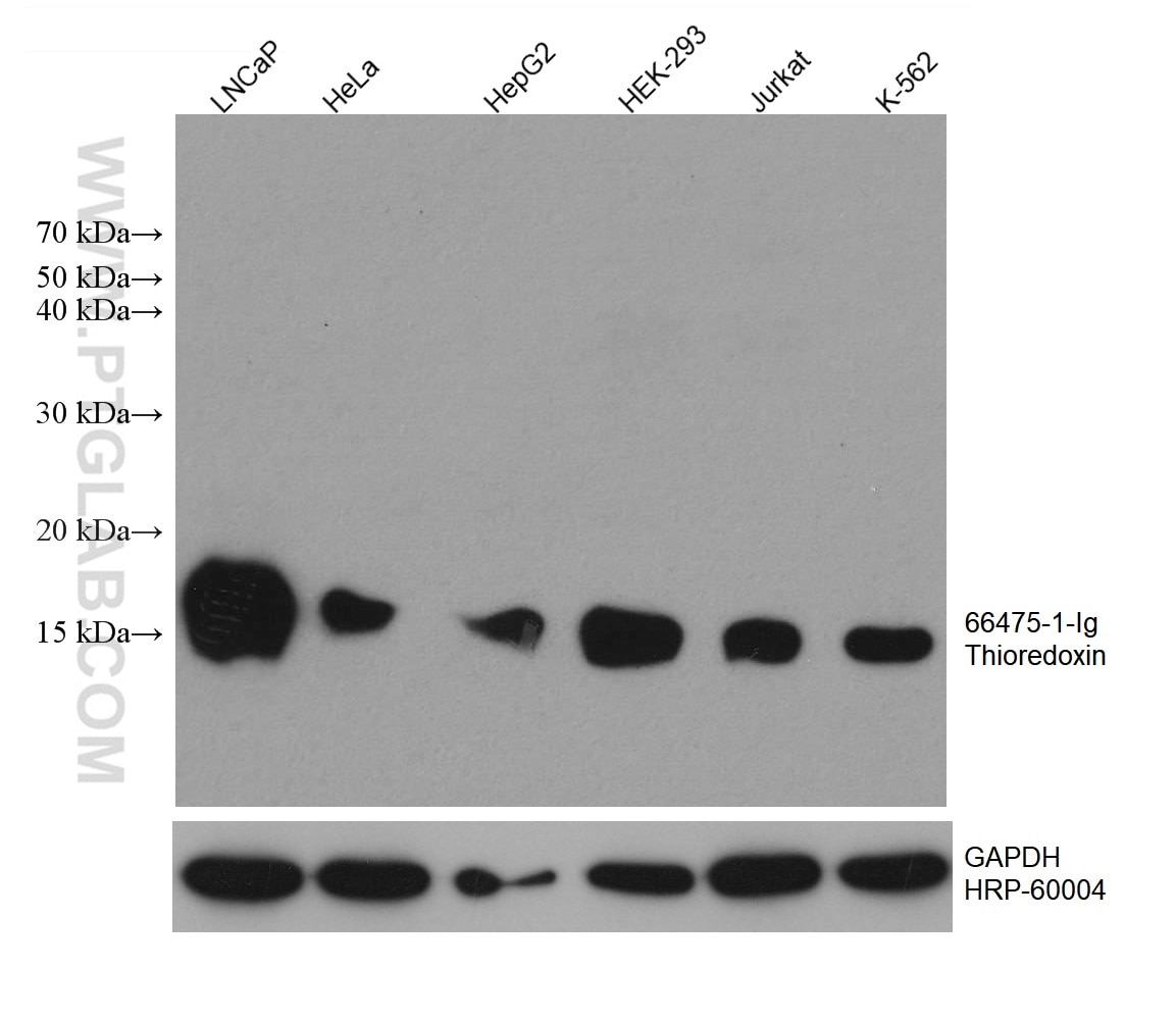 Western Blot (WB) analysis of various lysates using Thioredoxin Monoclonal antibody (66475-1-Ig)