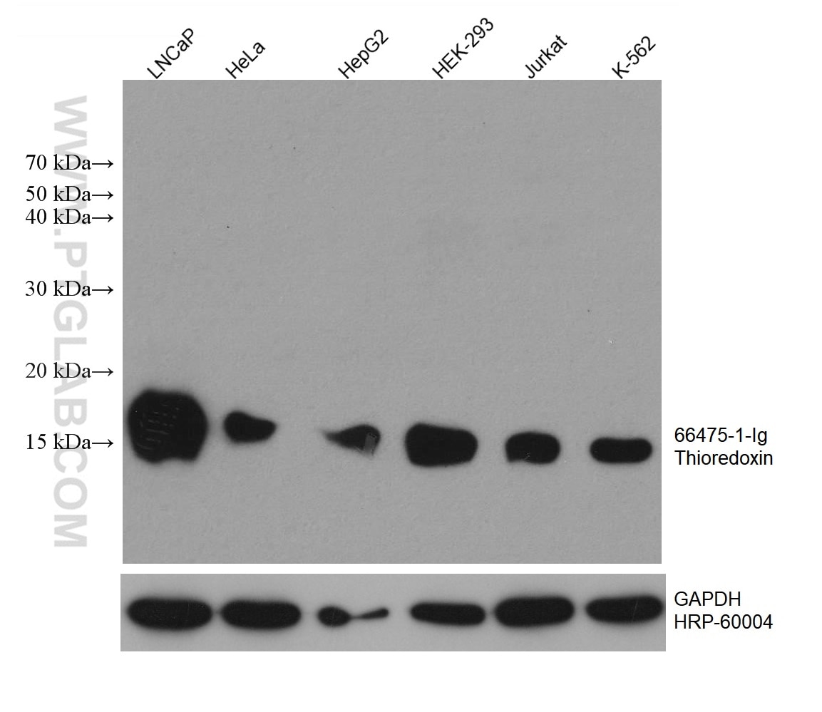 WB analysis using 66475-1-Ig