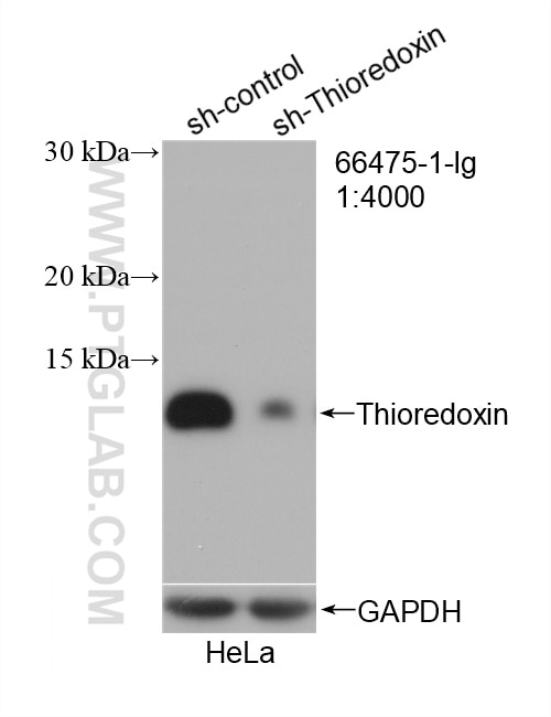 Western Blot (WB) analysis of HeLa cells using Thioredoxin Monoclonal antibody (66475-1-Ig)