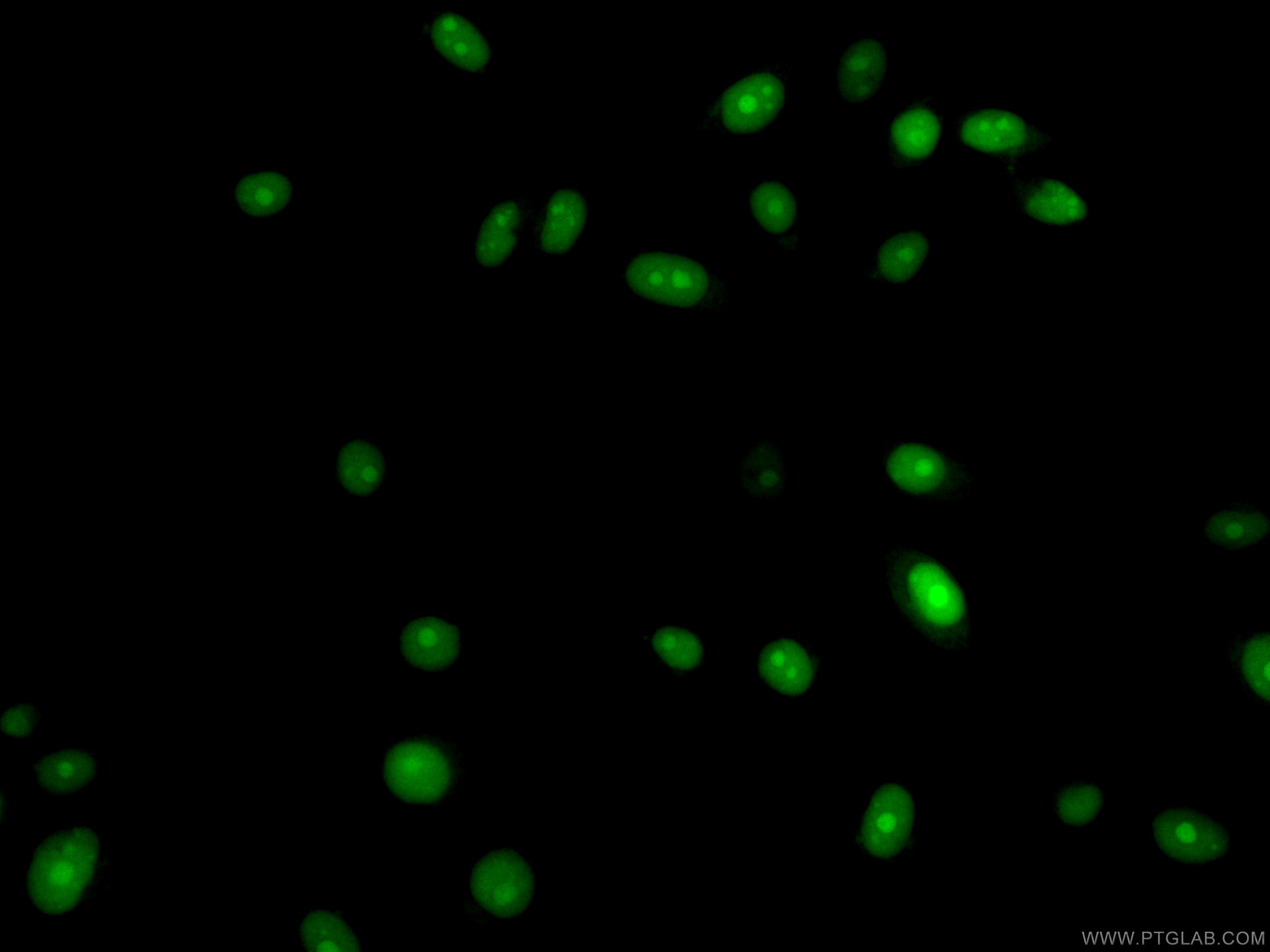 Immunofluorescence (IF) / fluorescent staining of HepG2 cells using CoraLite® Plus 488-conjugated TXN Monoclonal antib (CL488-66475)