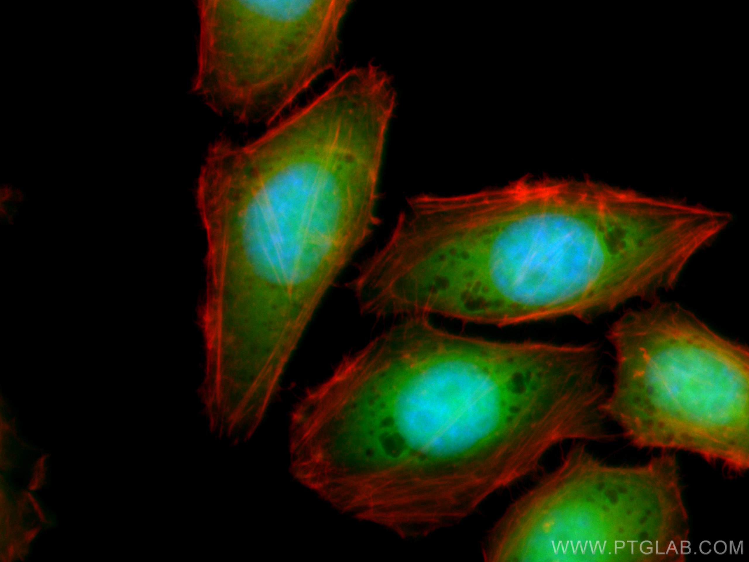 Immunofluorescence (IF) / fluorescent staining of HepG2 cells using CoraLite® Plus 488-conjugated TXN Monoclonal antib (CL488-66475)