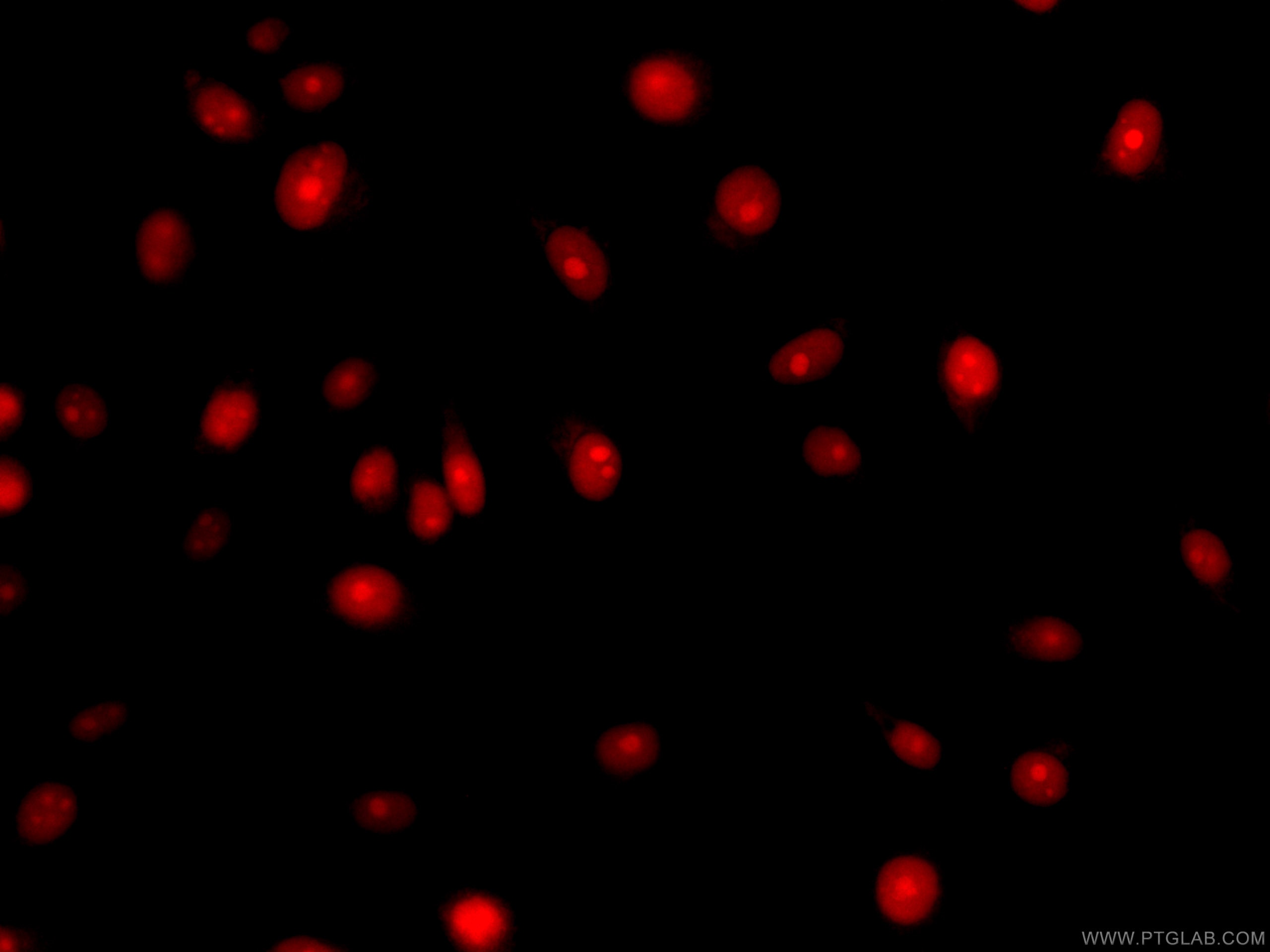 Immunofluorescence (IF) / fluorescent staining of HepG2 cells using CoraLite®594-conjugated TXN Monoclonal antibody (CL594-66475)