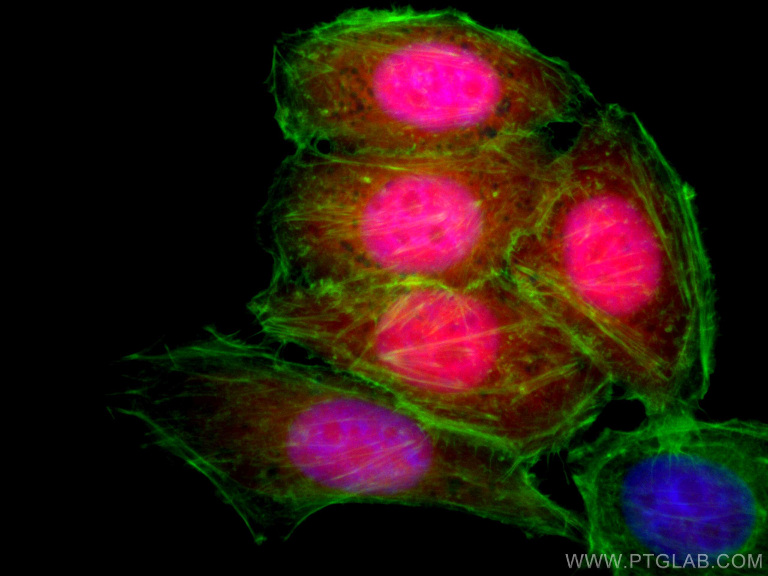 Immunofluorescence (IF) / fluorescent staining of HepG2 cells using CoraLite®594-conjugated TXN Monoclonal antibody (CL594-66475)