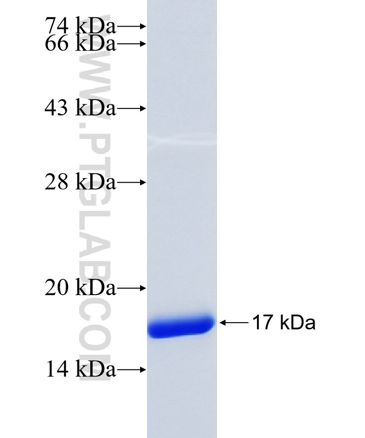 TXN fusion protein Ag6355 SDS-PAGE