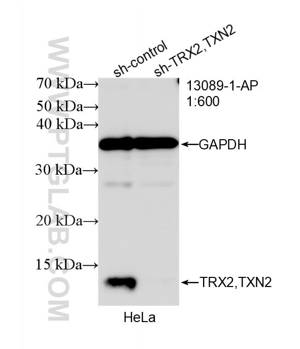 Western Blot (WB) analysis of HeLa cells using TRX2/TXN2 Polyclonal antibody (13089-1-AP)
