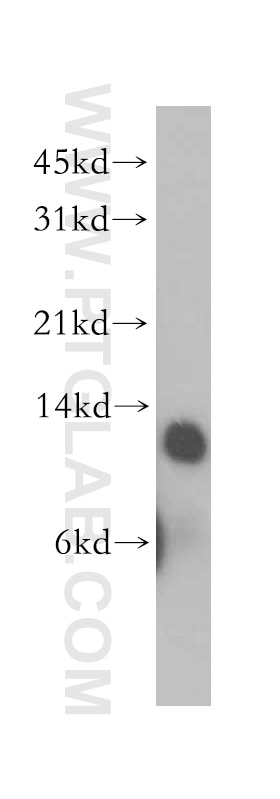 Western Blot (WB) analysis of Raji cells using TRX2 Polyclonal antibody (13089-1-AP)