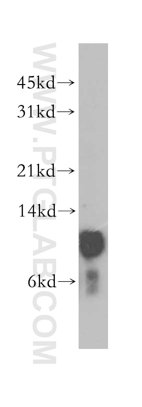 Western Blot (WB) analysis of human liver tissue using TRX2 Polyclonal antibody (13089-1-AP)