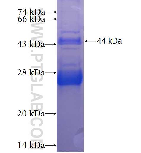 TRX2,TXN2 fusion protein Ag3640 SDS-PAGE