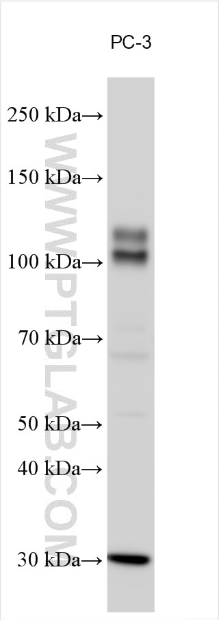 Western Blot (WB) analysis of various lysates using TXNDC11 Polyclonal antibody (25687-1-AP)
