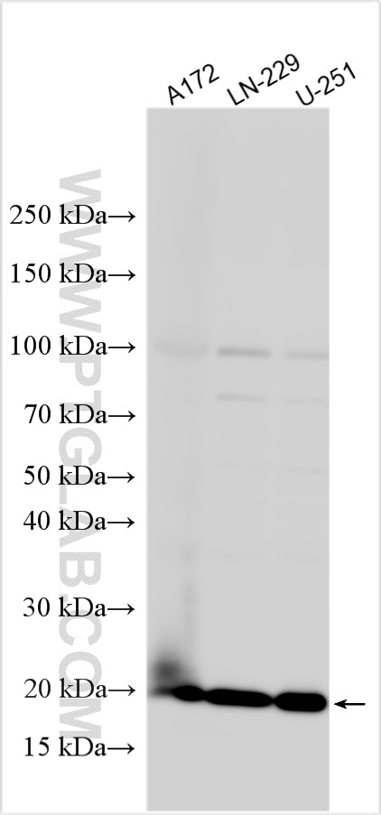 Western Blot (WB) analysis of various lysates using ERp19 Polyclonal antibody (20181-1-AP)