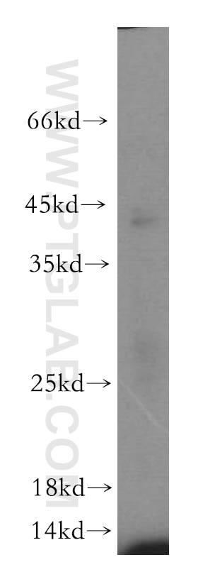 Western Blot (WB) analysis of mouse lung tissue using ERp19 Polyclonal antibody (20181-1-AP)