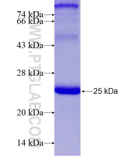 TXNDC12 fusion protein Ag14033 SDS-PAGE