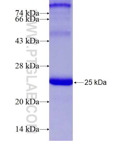 TXNDC12 fusion protein Ag14033 SDS-PAGE