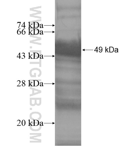 TXNDC12 fusion protein Ag14045 SDS-PAGE