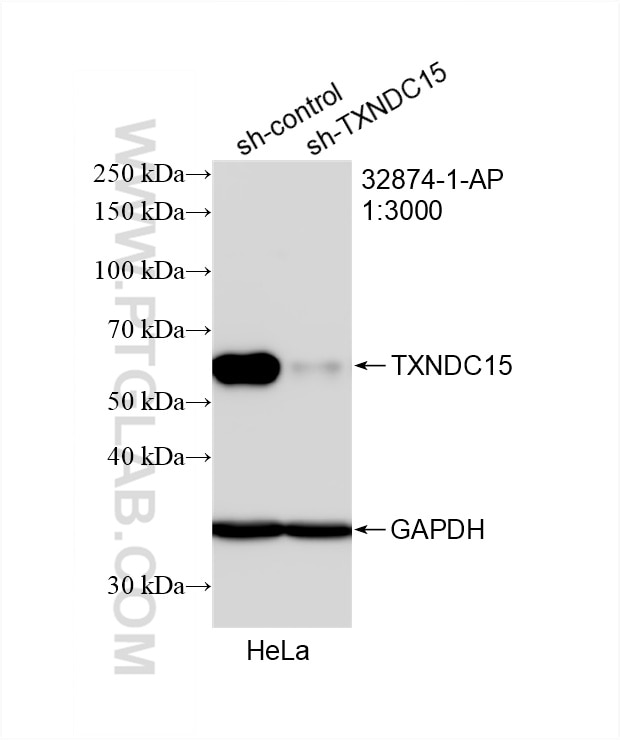 Western Blot (WB) analysis of HeLa cells using TXNDC15 Polyclonal antibody (32874-1-AP)