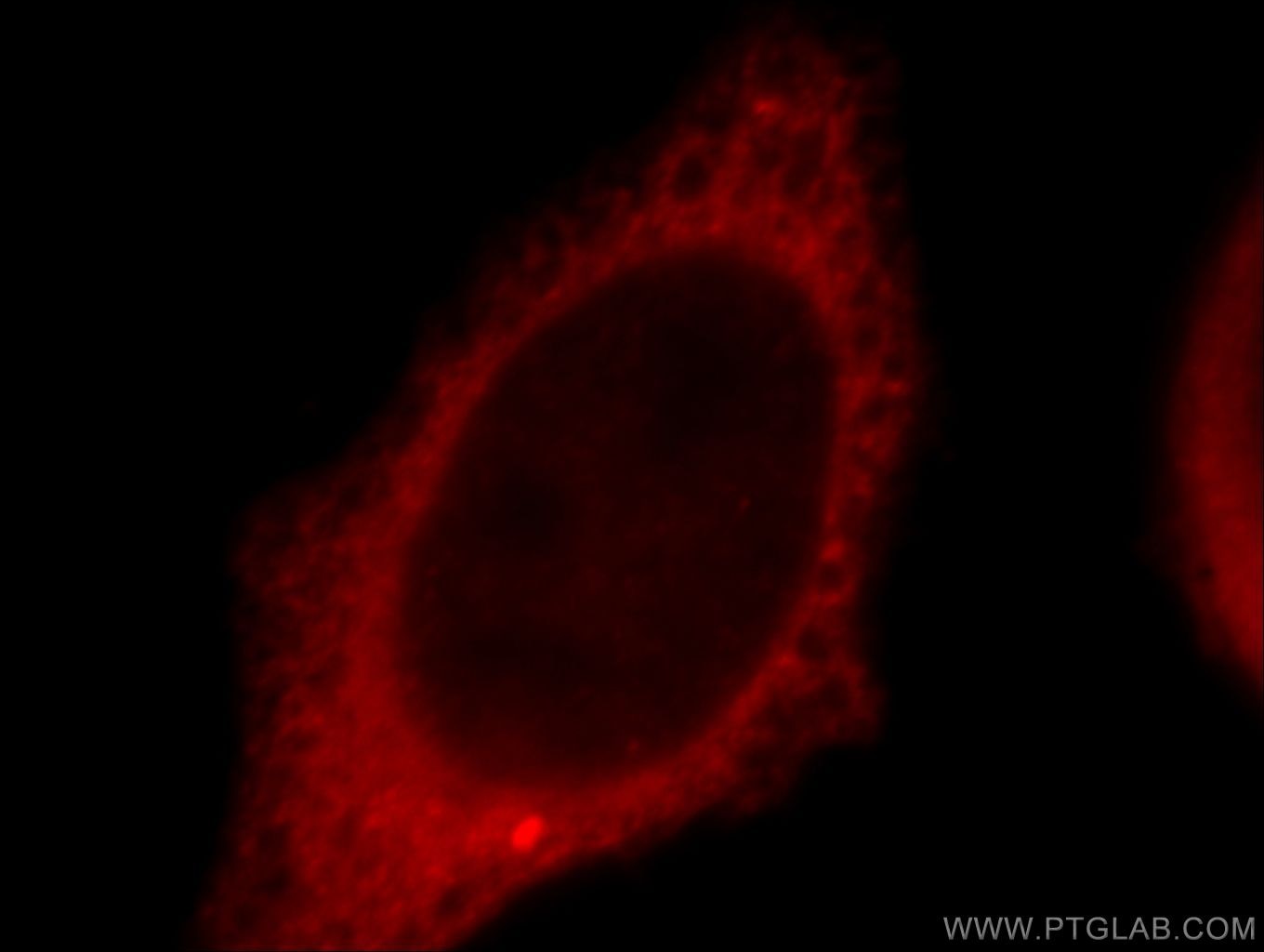 Immunofluorescence (IF) / fluorescent staining of HeLa cells using TXNDC17 Polyclonal antibody (20811-1-AP)