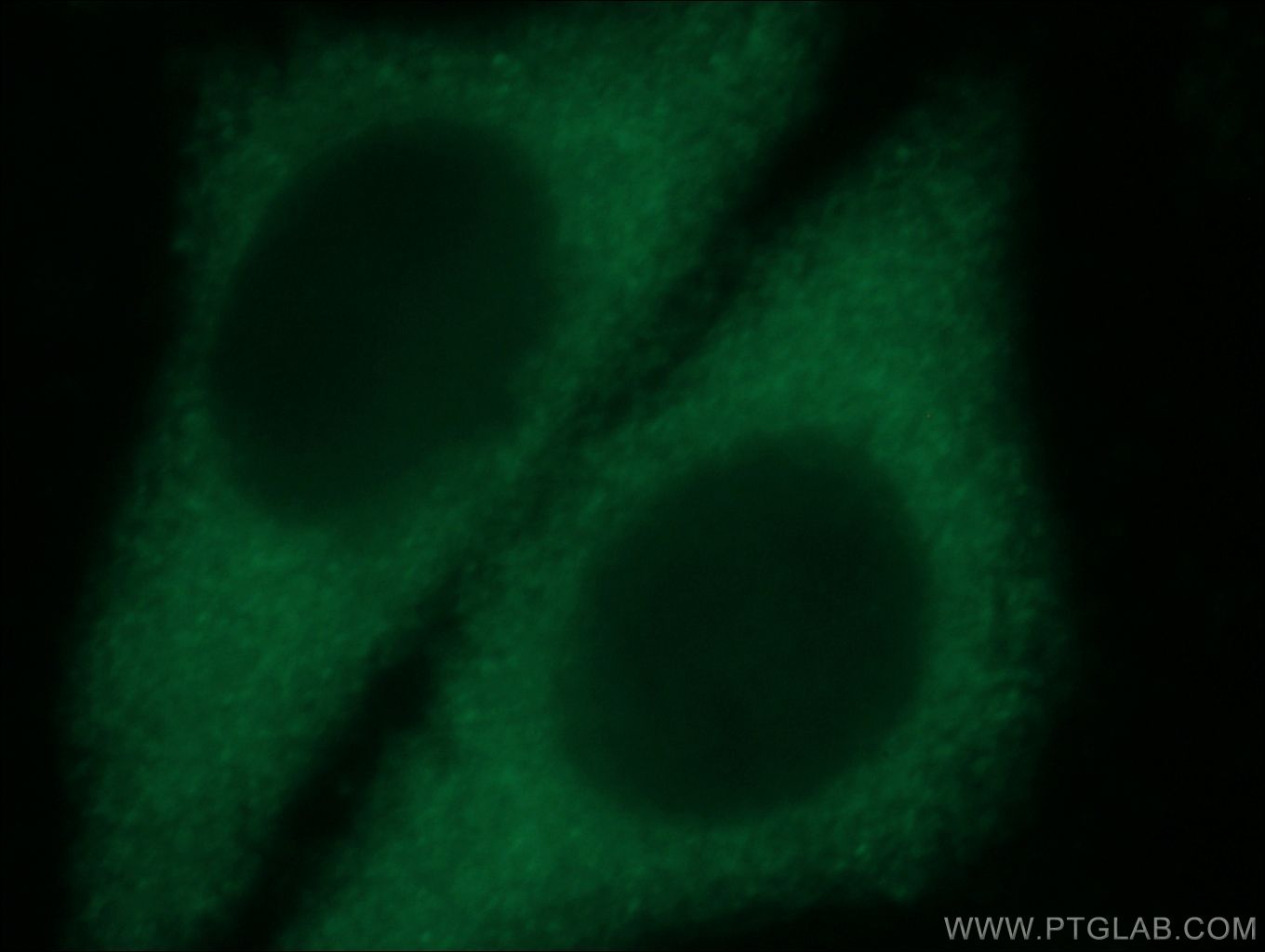 Immunofluorescence (IF) / fluorescent staining of HepG2 cells using TXNDC17 Polyclonal antibody (20811-1-AP)