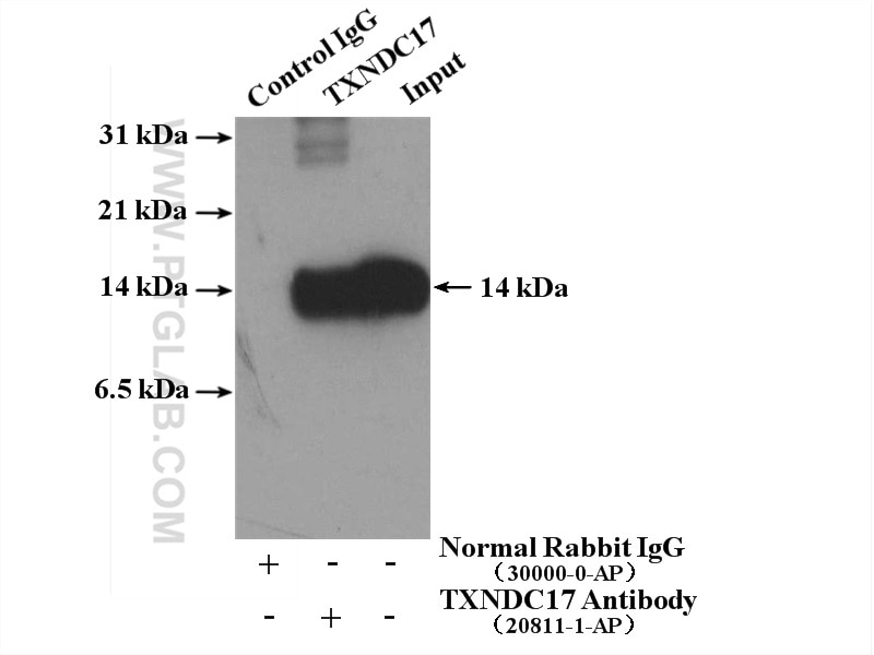 Immunoprecipitation (IP) experiment of HEK-293 cells using TXNDC17 Polyclonal antibody (20811-1-AP)