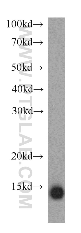 WB analysis of L02 using 20811-1-AP