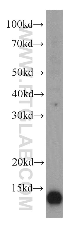 Western Blot (WB) analysis of Jurkat cells using TXNDC17 Polyclonal antibody (20811-1-AP)