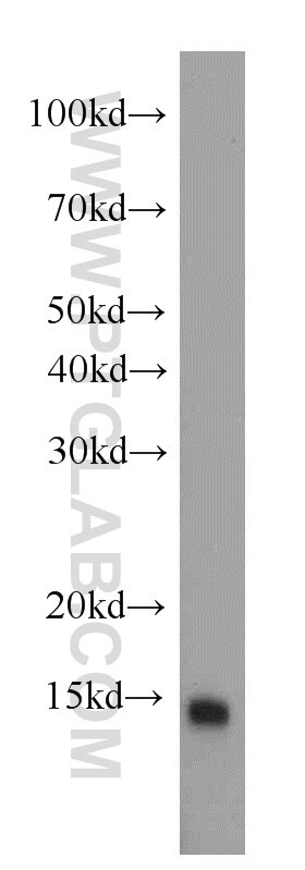 Western Blot (WB) analysis of mouse pancreas tissue using TXNDC17 Polyclonal antibody (20811-1-AP)