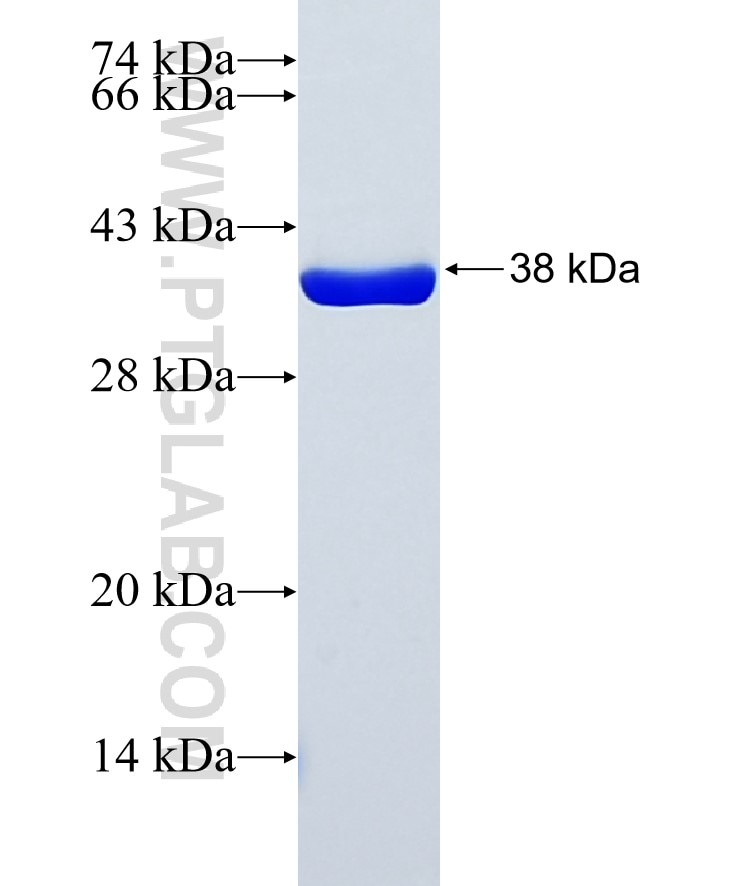 TXNDC17 fusion protein Ag14766 SDS-PAGE