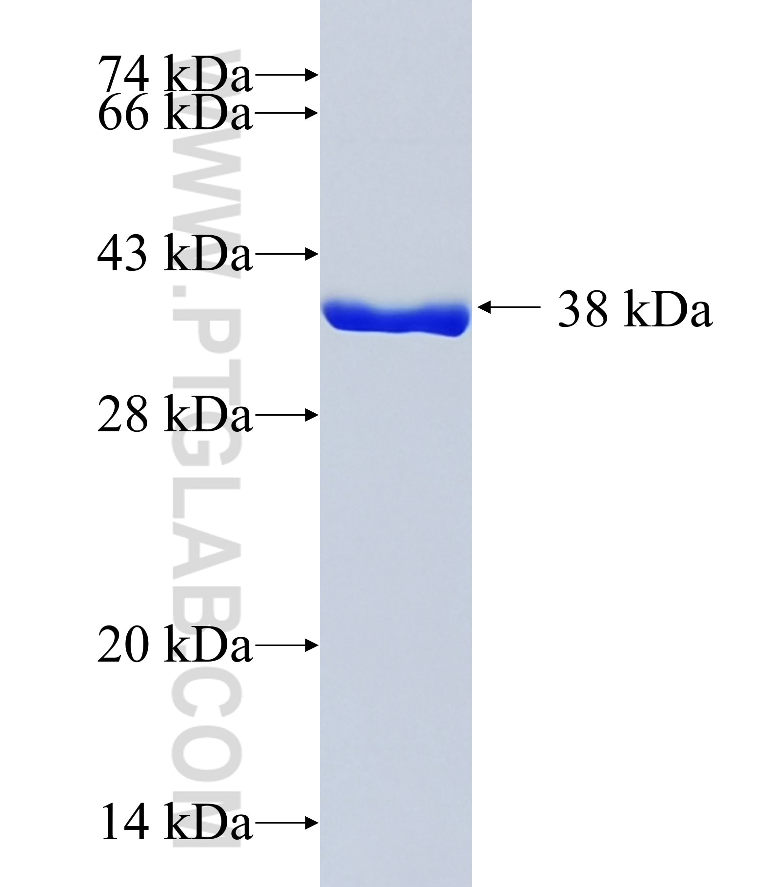 TXNDC17 fusion protein Ag14766 SDS-PAGE