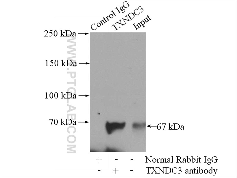 Immunoprecipitation (IP) experiment of mouse testis tissue using TXNDC3 Polyclonal antibody (13586-1-AP)