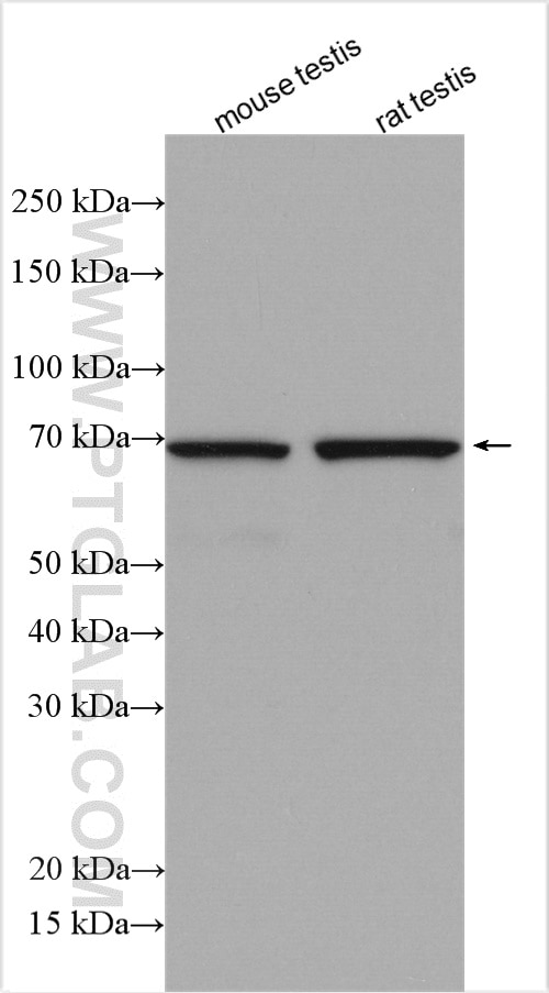 Western Blot (WB) analysis of various lysates using TXNDC3 Polyclonal antibody (13586-1-AP)