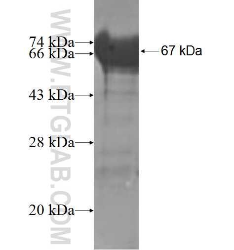 TXNDC3 fusion protein Ag4514 SDS-PAGE