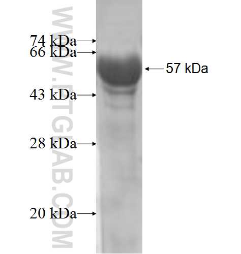TXNDC3 fusion protein Ag4711 SDS-PAGE