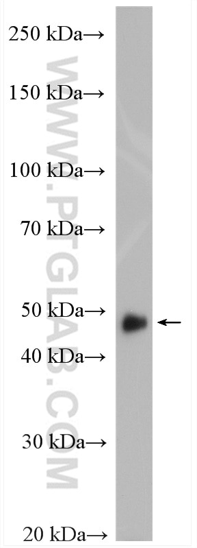 Western Blot (WB) analysis of HepG2 cells using TXNDC5 Polyclonal antibody (19834-1-AP)