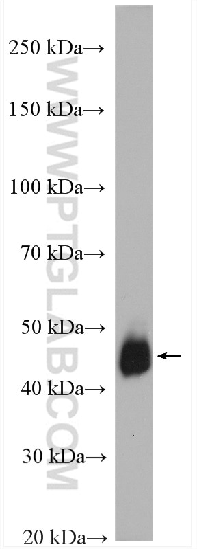Western Blot (WB) analysis of COLO 320 cells using TXNDC5 Polyclonal antibody (19834-1-AP)